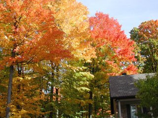 紅葉