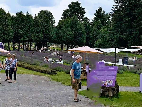ラベンダー農園
